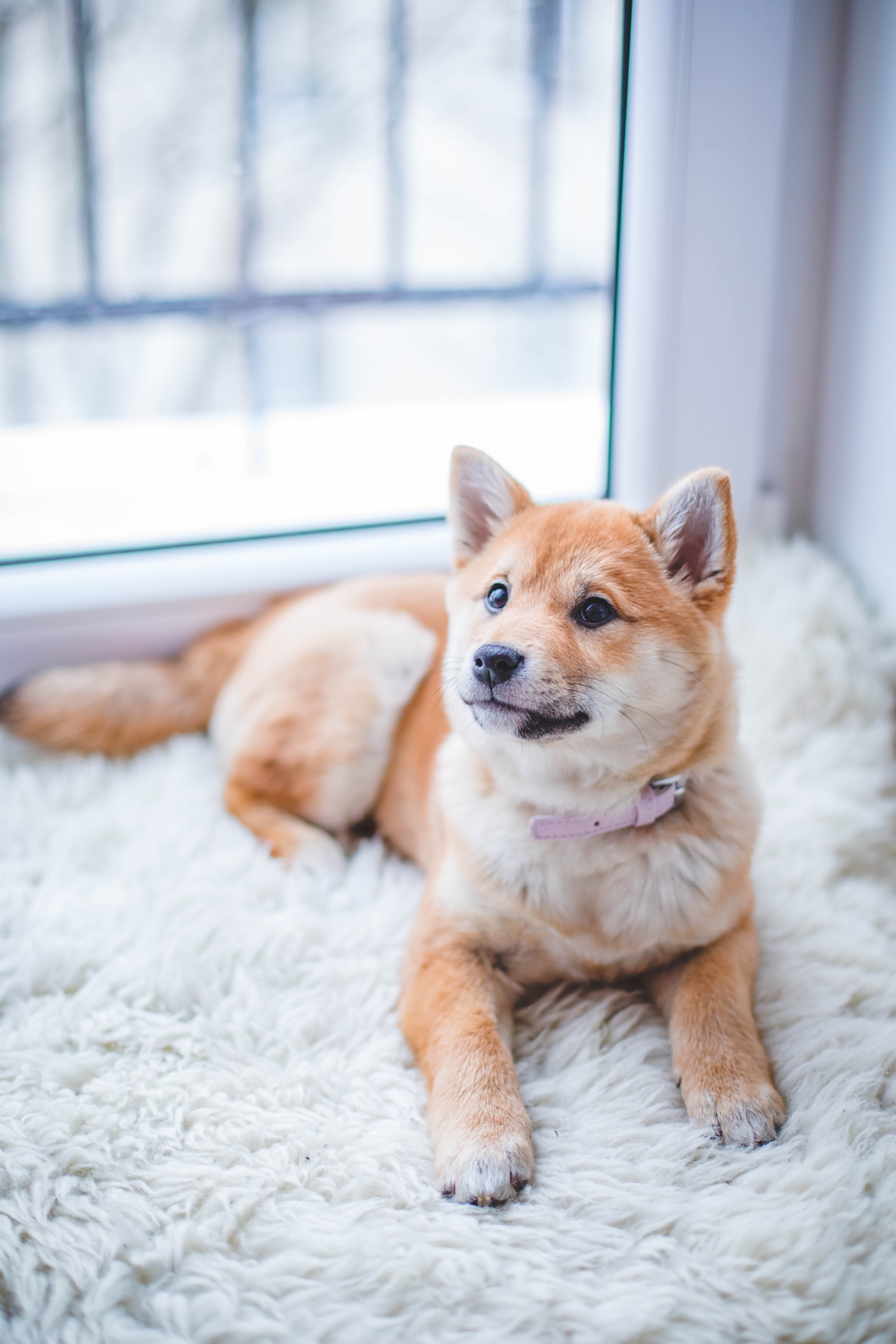 Detail Puppy Images Download Nomer 29