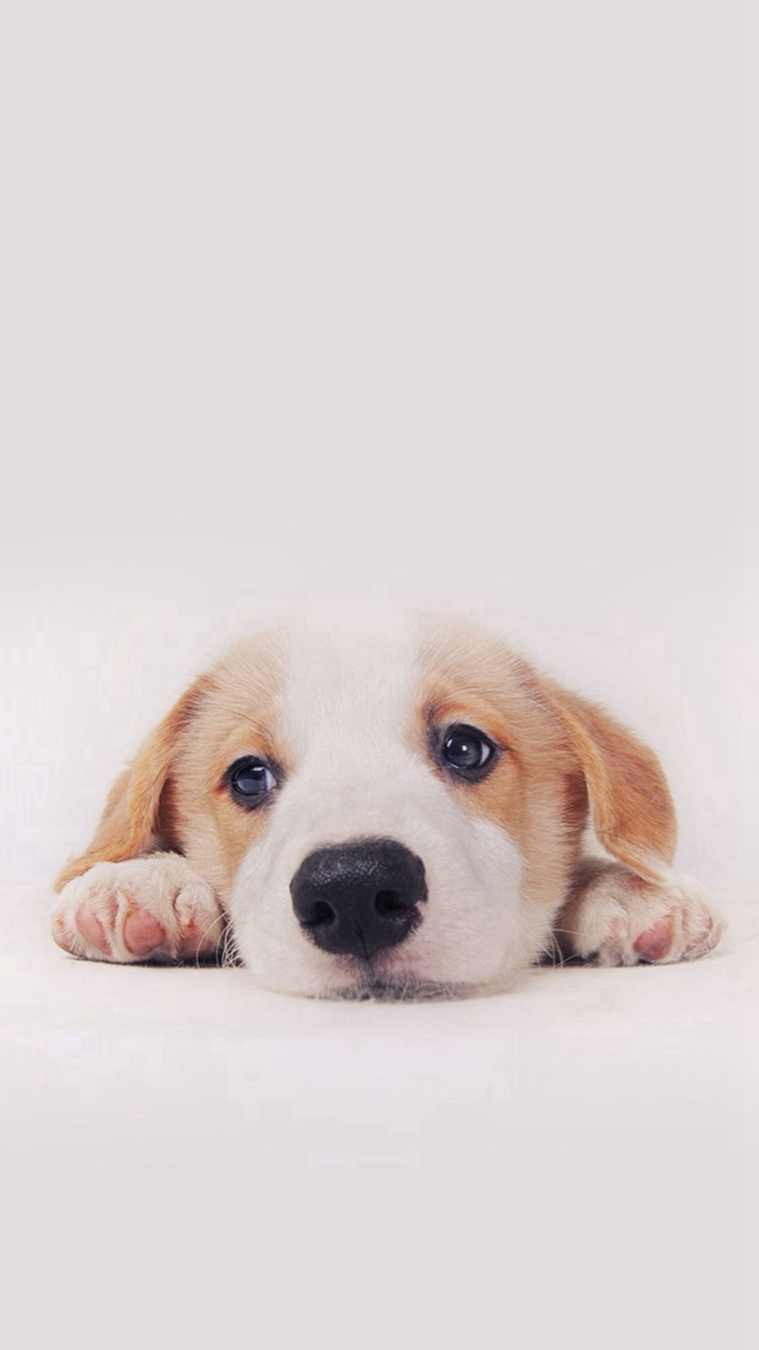 Detail Puppy Images Download Nomer 30