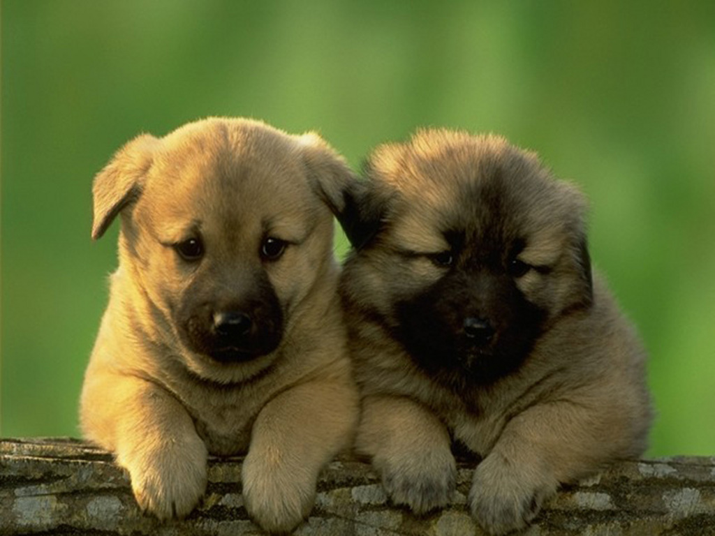 Detail Puppy Images Download Nomer 32