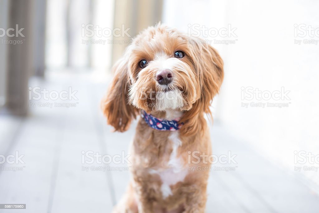 Detail Puppy Images Download Nomer 33