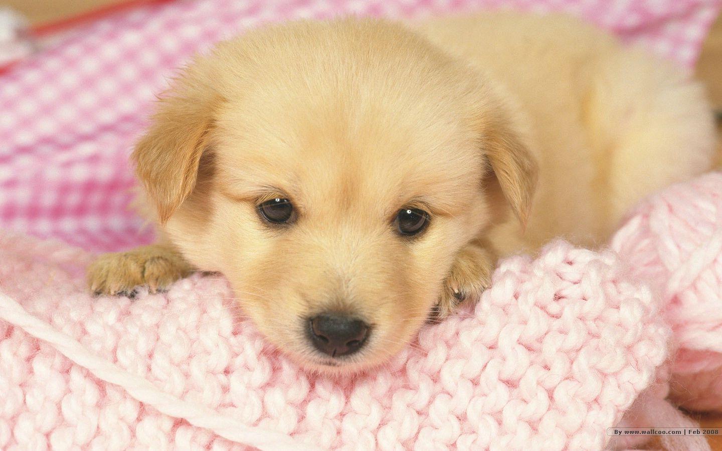 Detail Puppy Images Download Nomer 34
