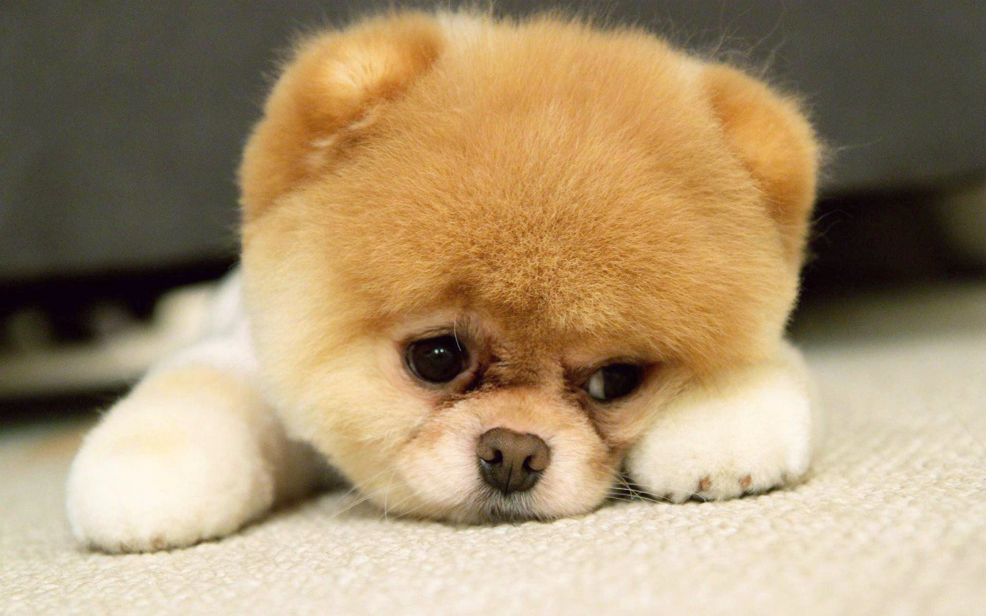 Detail Puppy Images Download Nomer 35