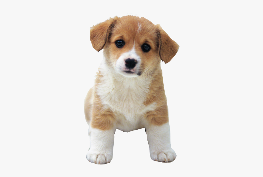 Detail Puppy Images Download Nomer 36