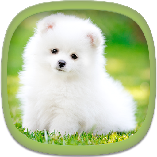 Detail Puppy Images Download Nomer 38