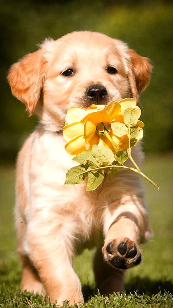 Detail Puppy Images Download Nomer 5