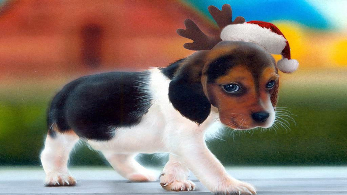 Detail Puppy Images Download Nomer 40