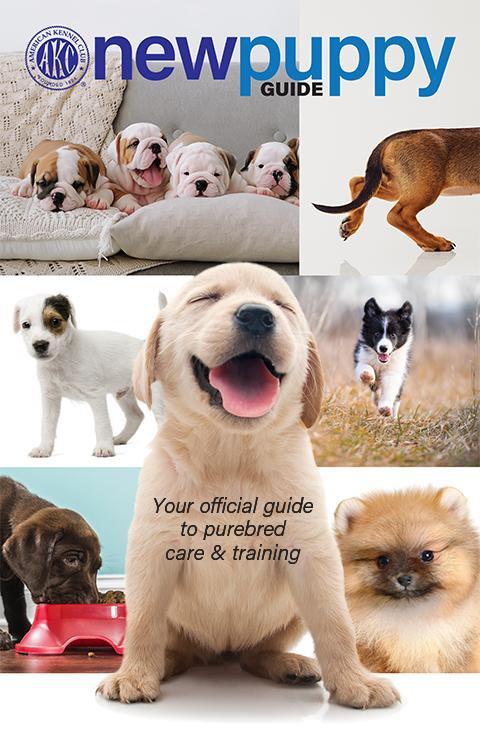 Detail Puppy Images Download Nomer 42
