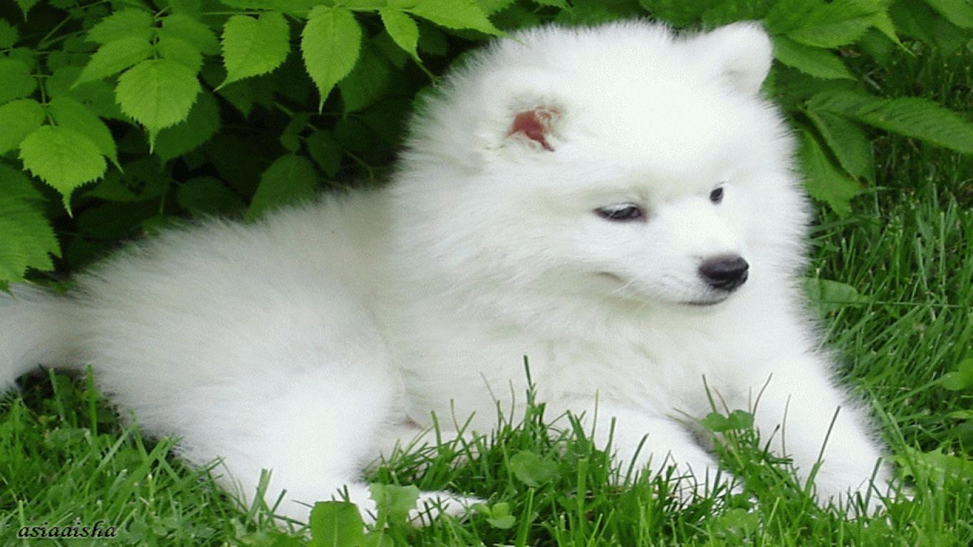 Detail Puppy Images Download Nomer 43