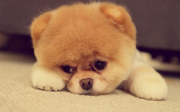 Detail Puppy Images Download Nomer 44