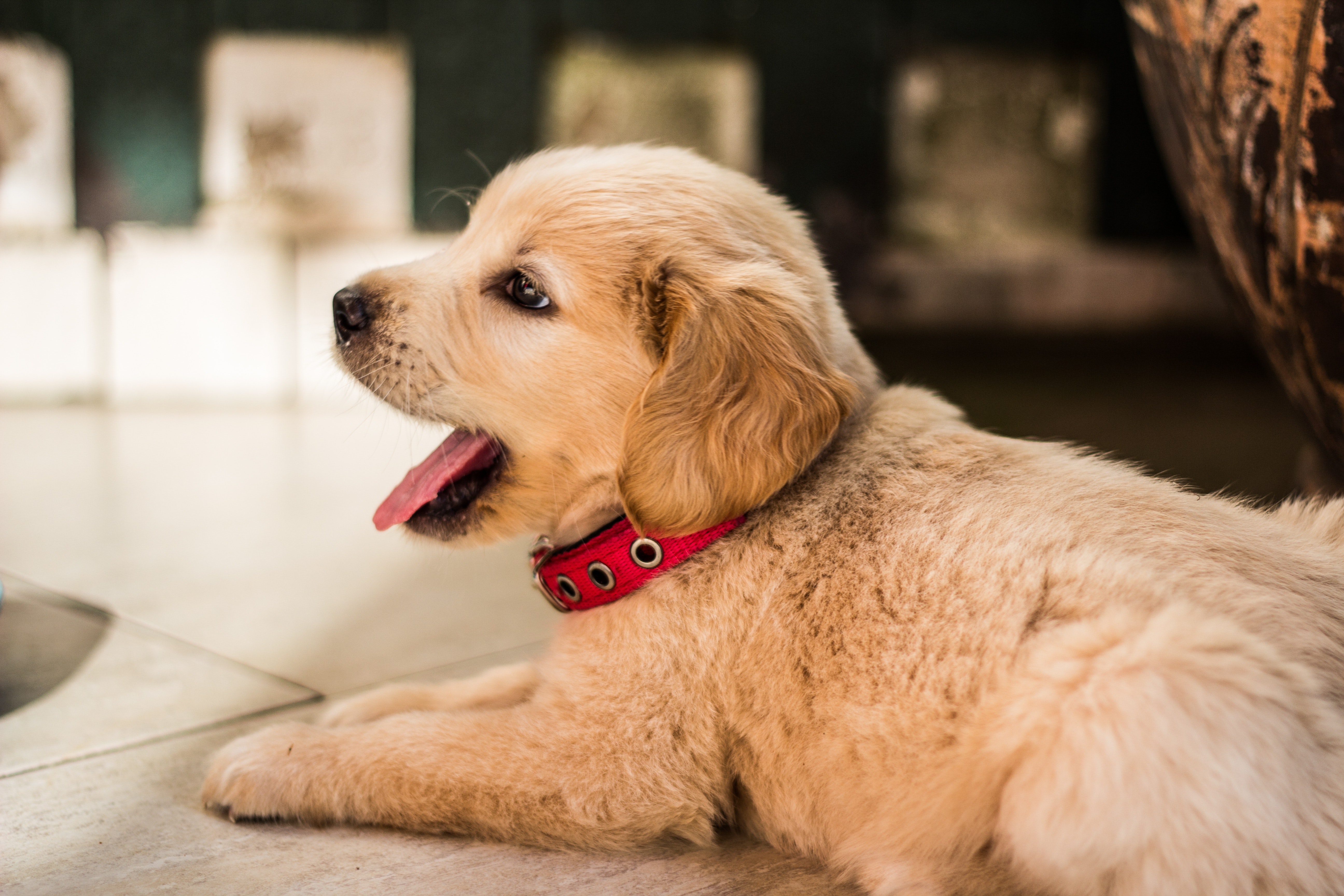 Detail Puppy Images Download Nomer 6