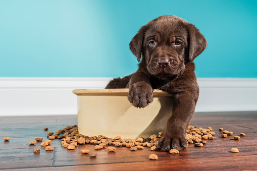 Detail Puppy Images Download Nomer 47