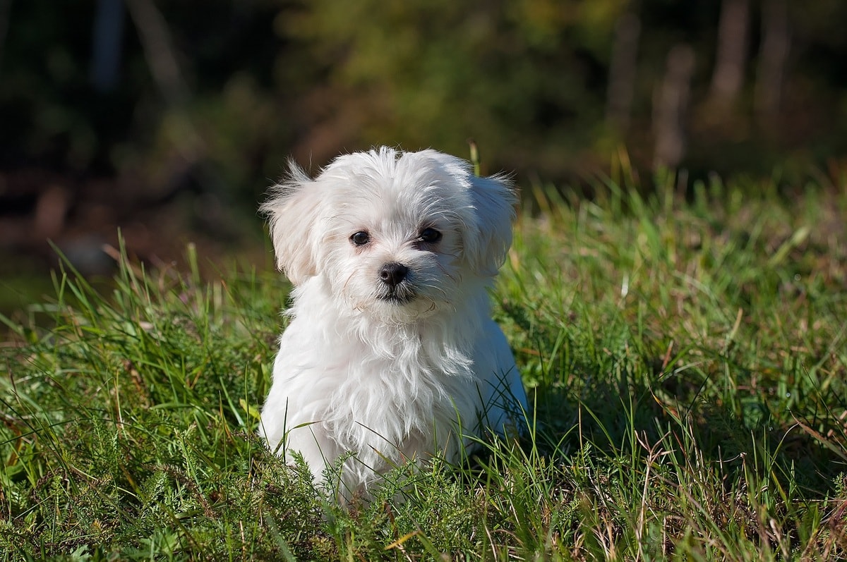 Detail Puppy Images Download Nomer 48