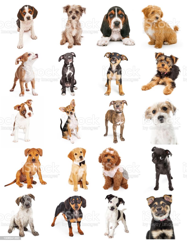 Detail Puppy Images Download Nomer 49