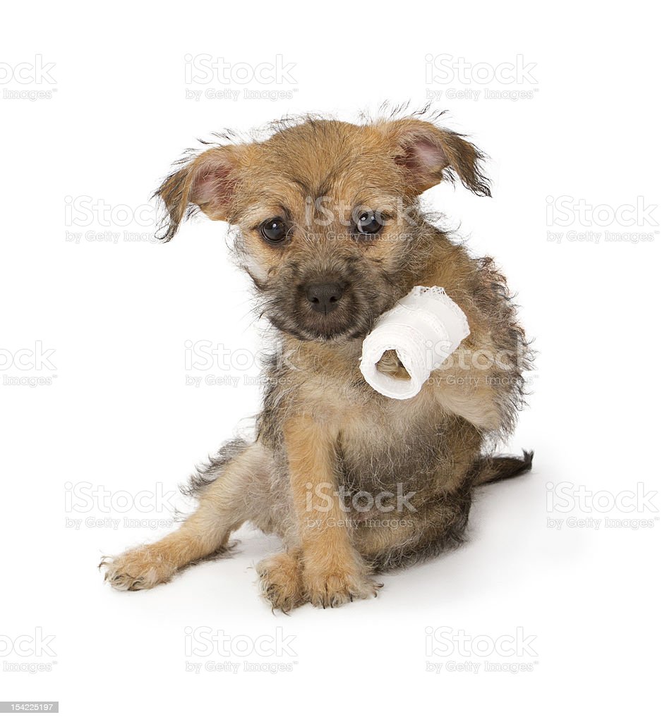 Detail Puppy Images Download Nomer 50
