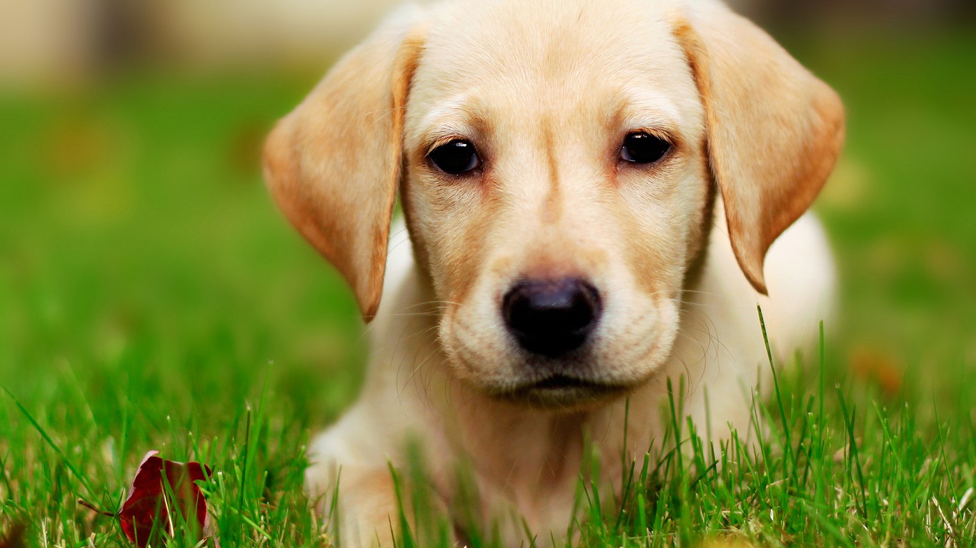 Detail Puppy Images Download Nomer 51