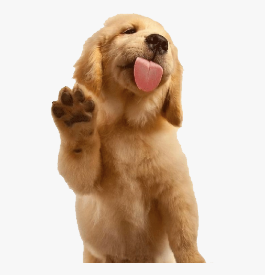 Detail Puppy Images Download Nomer 52
