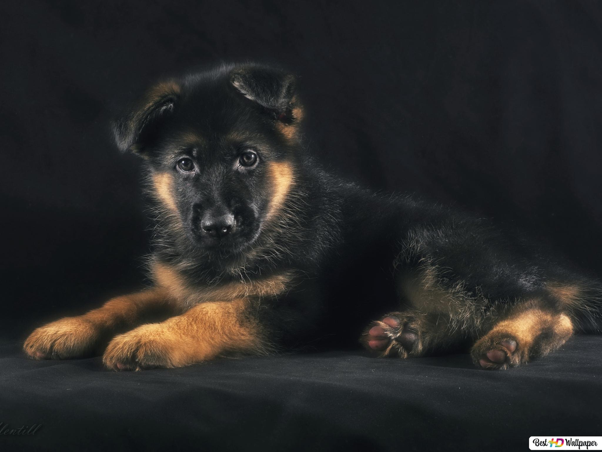 Detail Puppy Images Download Nomer 53