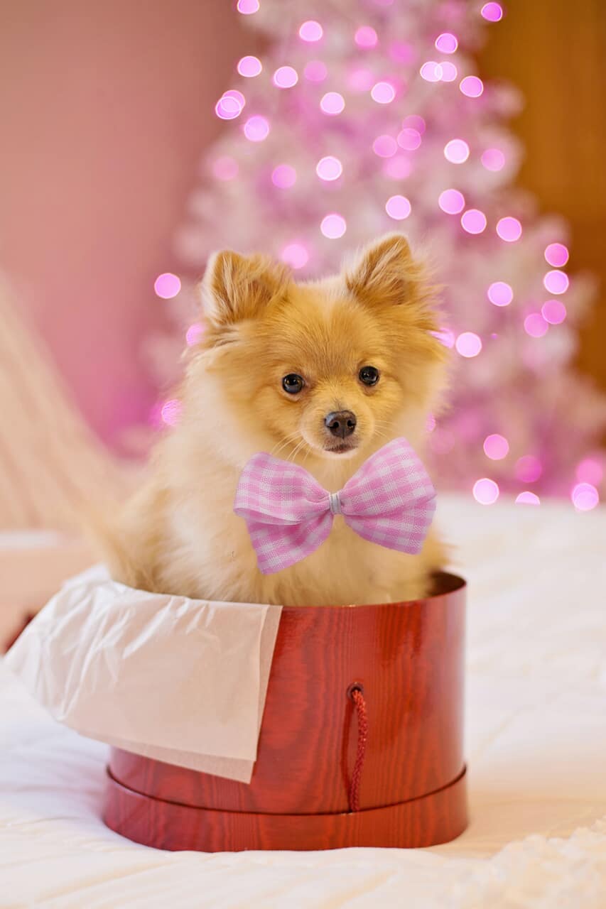 Detail Puppy Images Download Nomer 54
