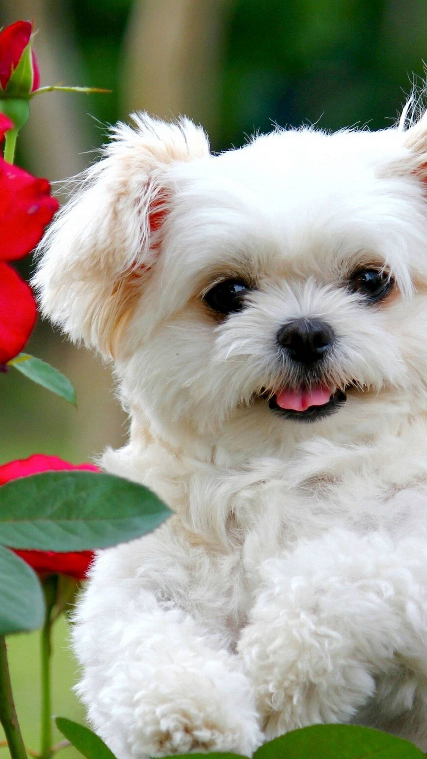 Detail Puppy Images Download Nomer 55