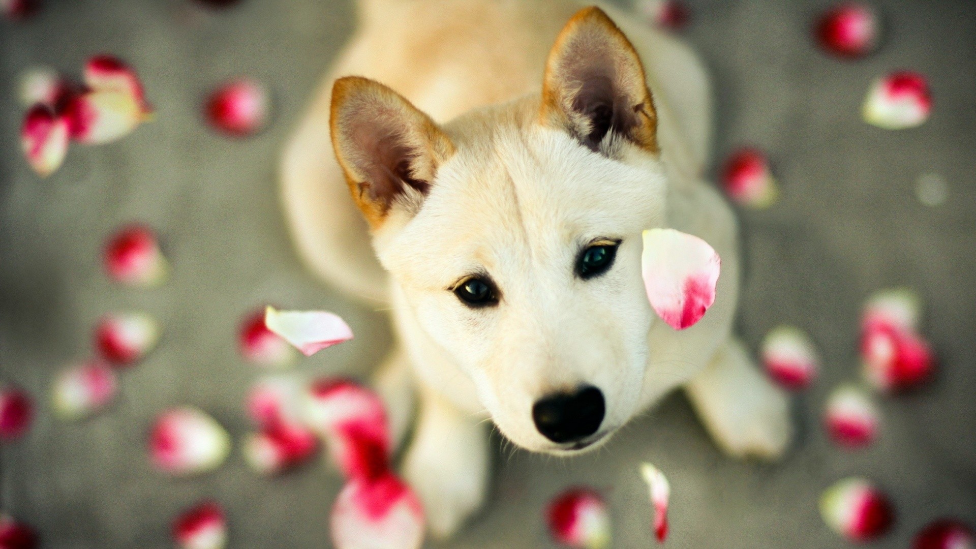 Detail Puppy Images Download Nomer 56