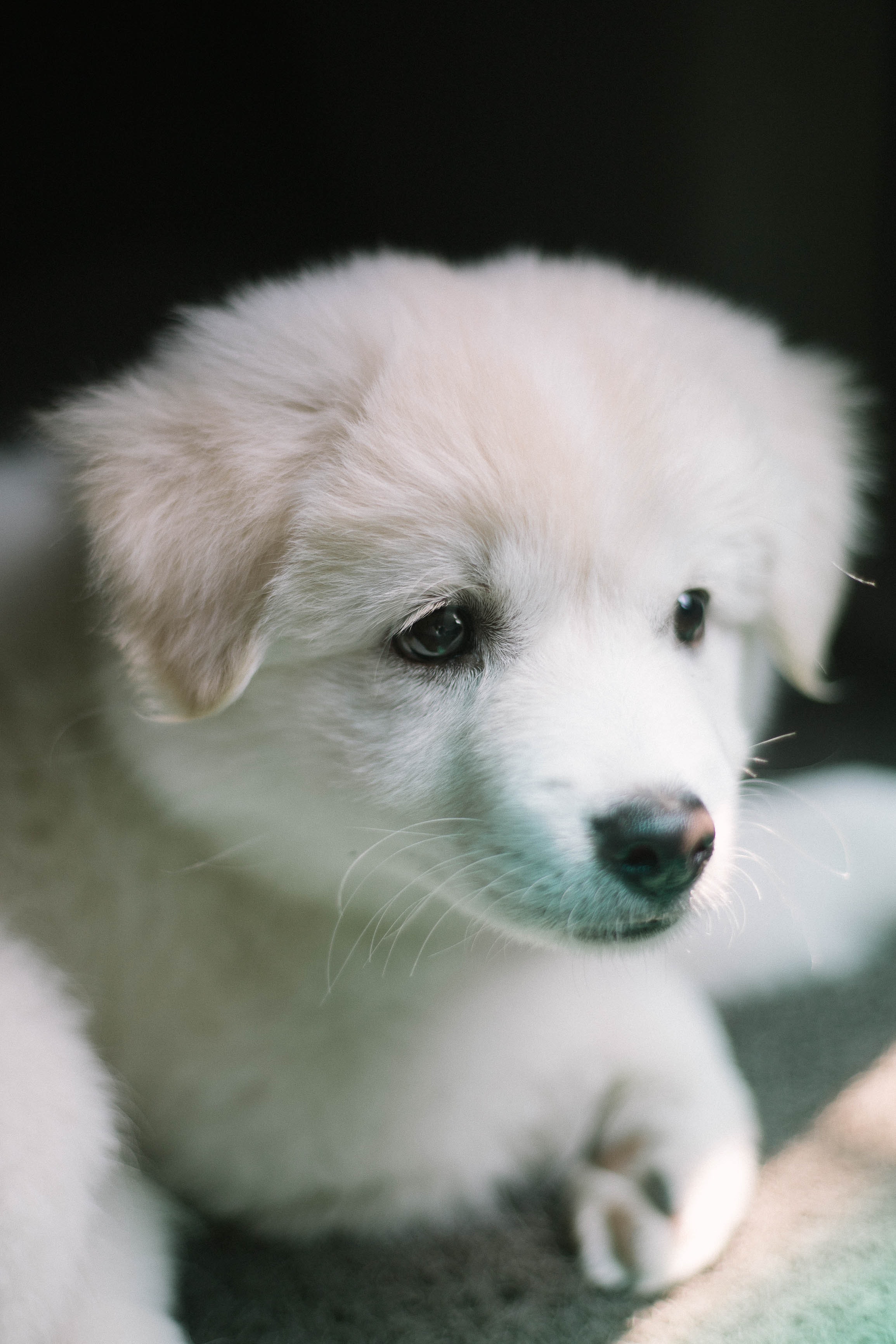 Detail Puppy Images Download Nomer 7