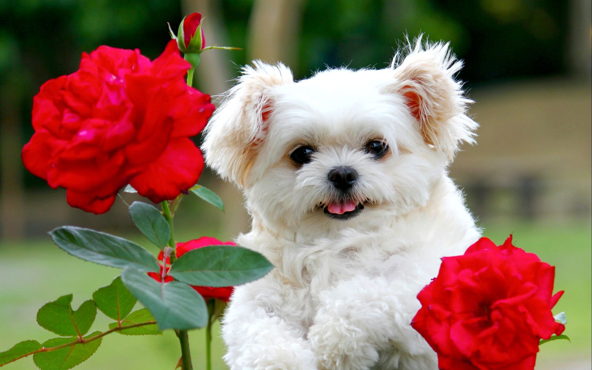 Detail Puppy Images Download Nomer 8