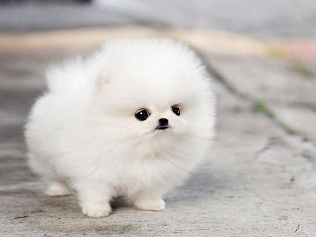 Detail Puppy Images Download Nomer 10