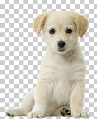 Detail Puppy Pictures Free Nomer 50
