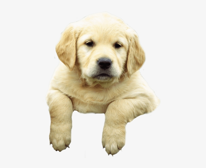 Detail Puppy Png Nomer 13