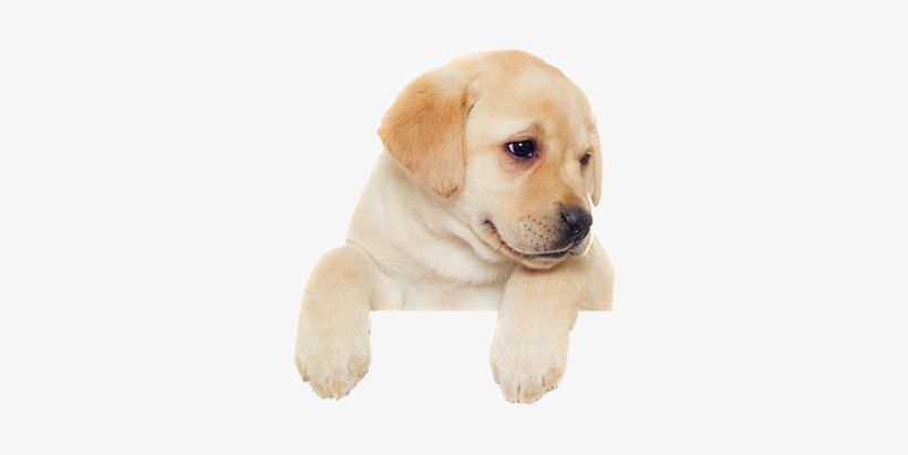 Detail Puppy Png Nomer 18