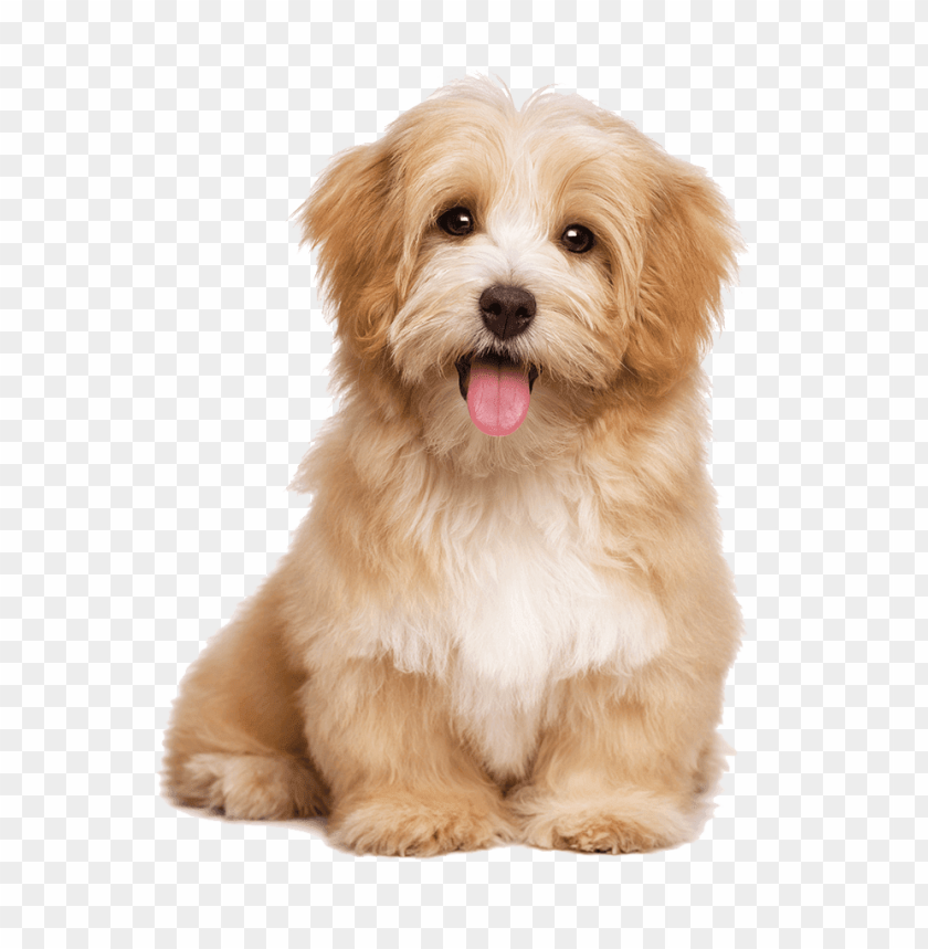 Detail Puppy Png Nomer 20