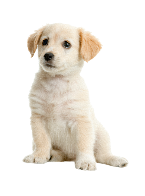 Detail Puppy Png Nomer 3