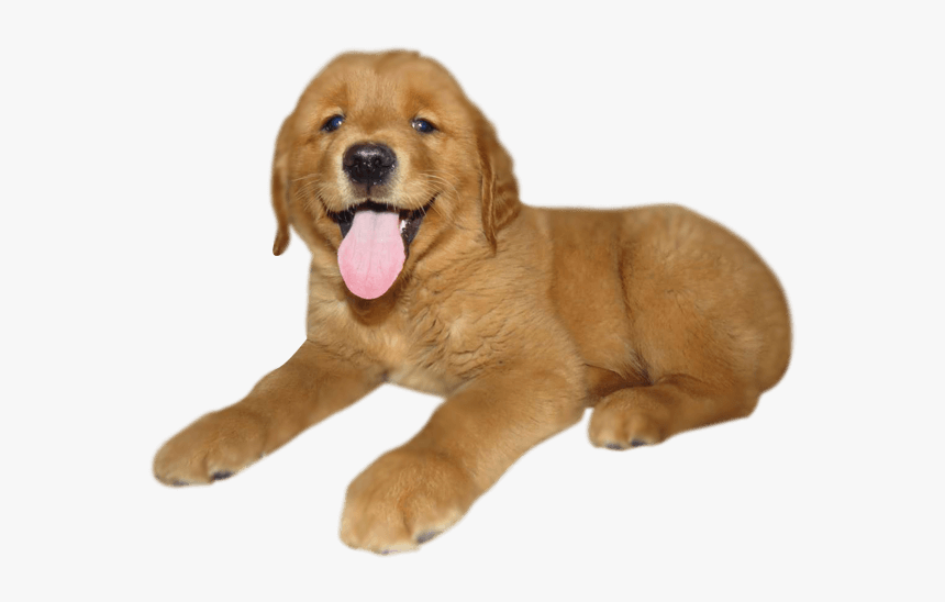 Detail Puppy Png Nomer 26