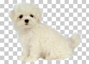 Detail Puppy Png Nomer 29