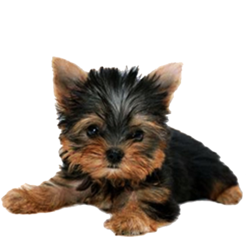 Detail Puppy Png Nomer 35