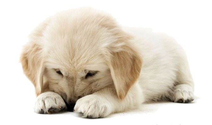 Detail Puppy Png Nomer 36