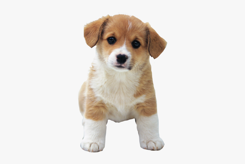 Detail Puppy Png Nomer 5