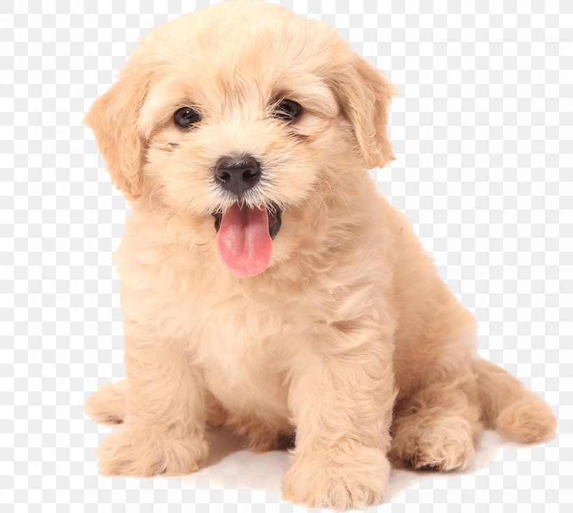 Detail Puppy Png Nomer 42