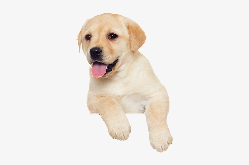 Detail Puppy Png Nomer 8