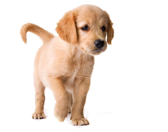 Detail Puppy Png Nomer 9