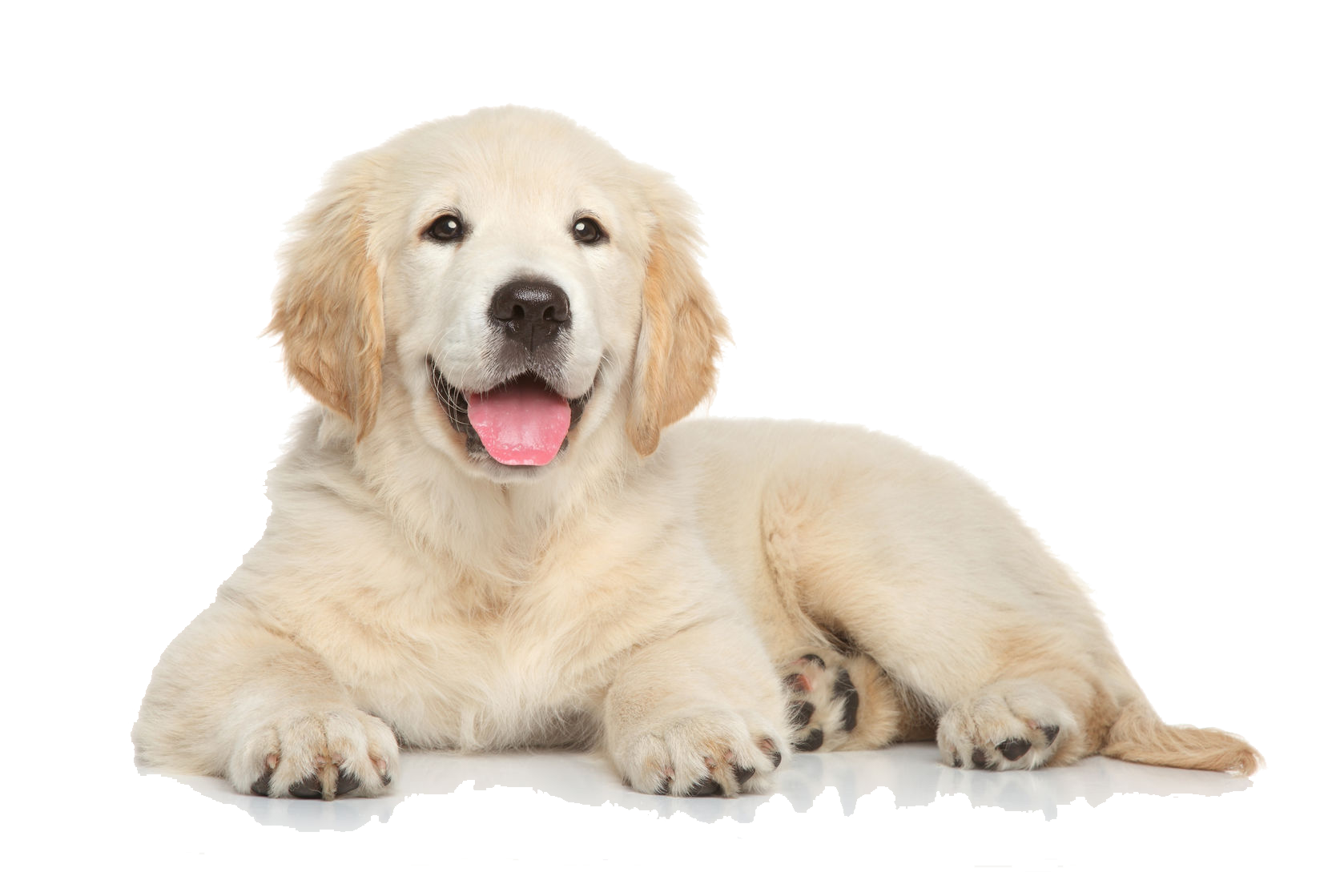 Detail Puppy Png Nomer 10