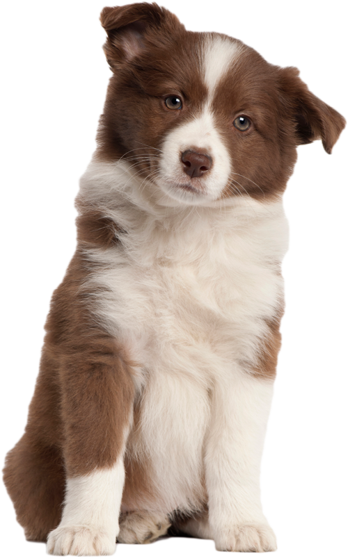 Detail Puppy Png Transparent Nomer 15