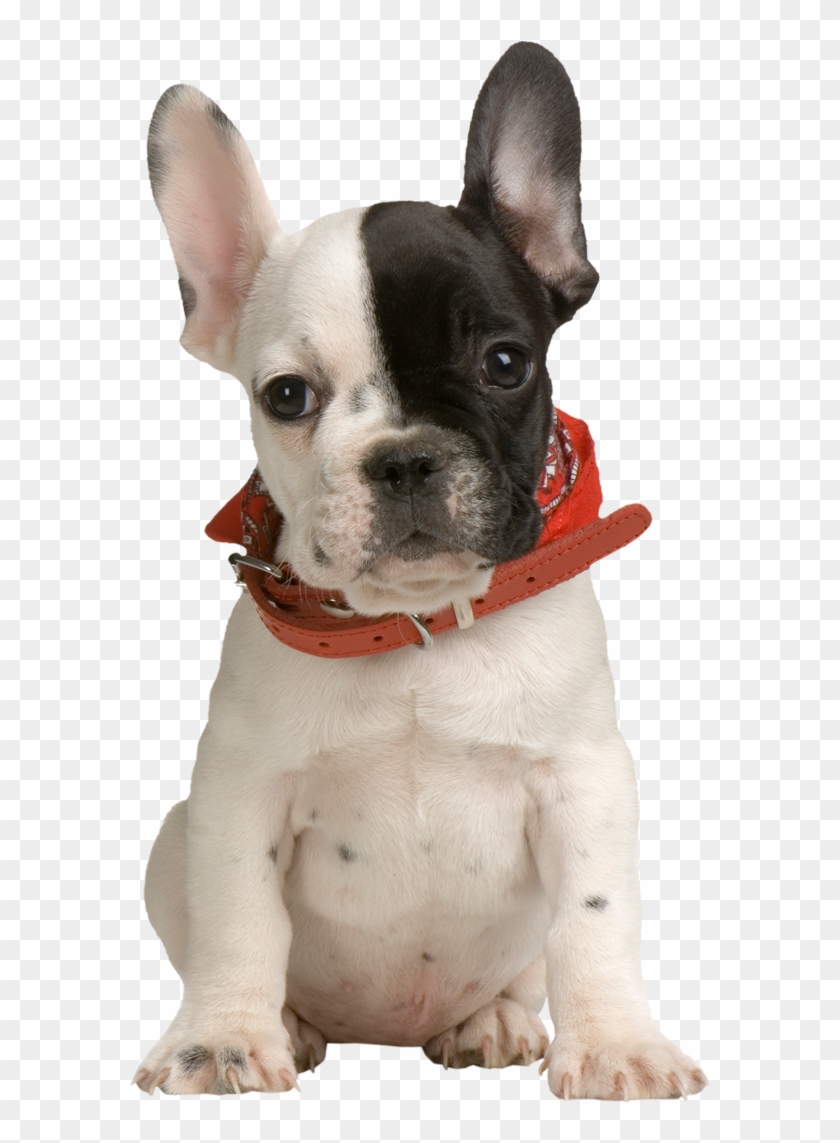 Detail Puppy Png Transparent Nomer 33