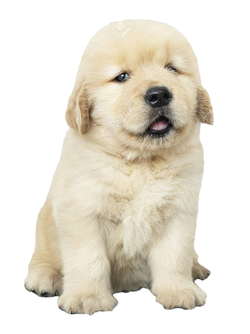 Detail Puppy Png Transparent Nomer 51