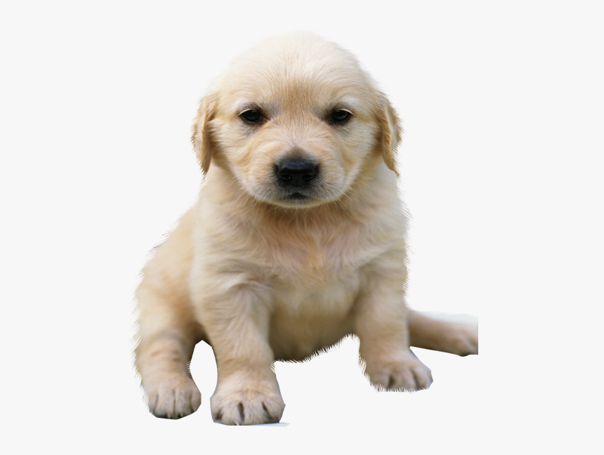 Detail Puppy Png Transparent Nomer 6