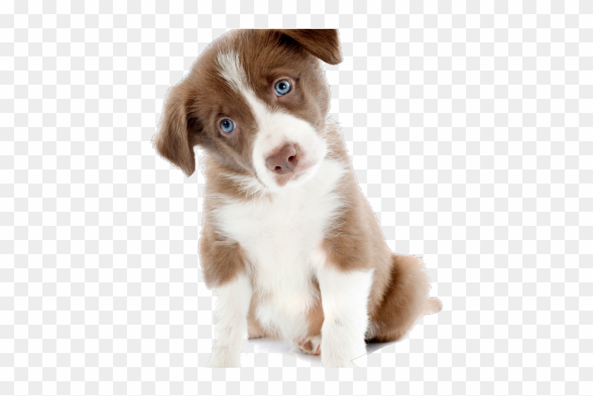 Detail Puppy Png Transparent Nomer 8