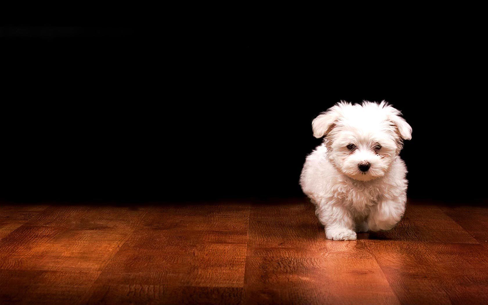 Detail Puppy Wallpaper Hd Nomer 12