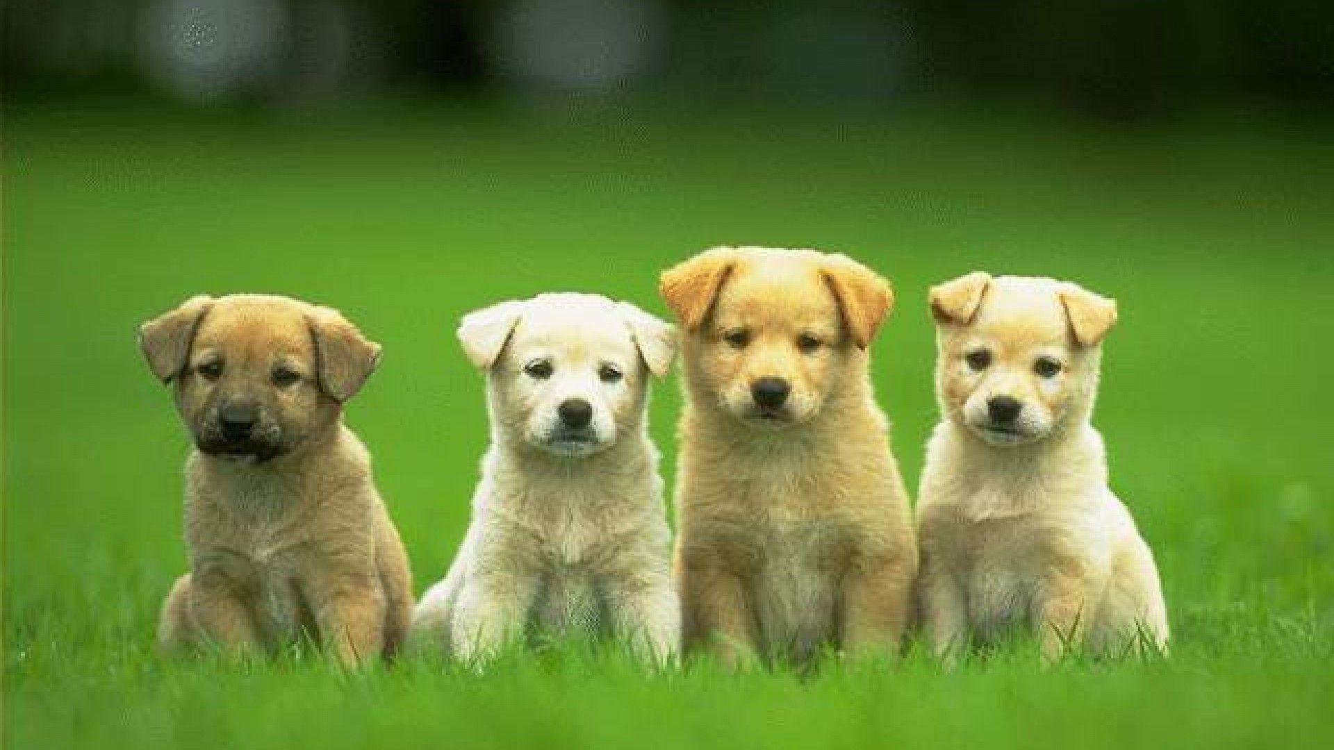 Detail Puppy Wallpaper Hd Nomer 15