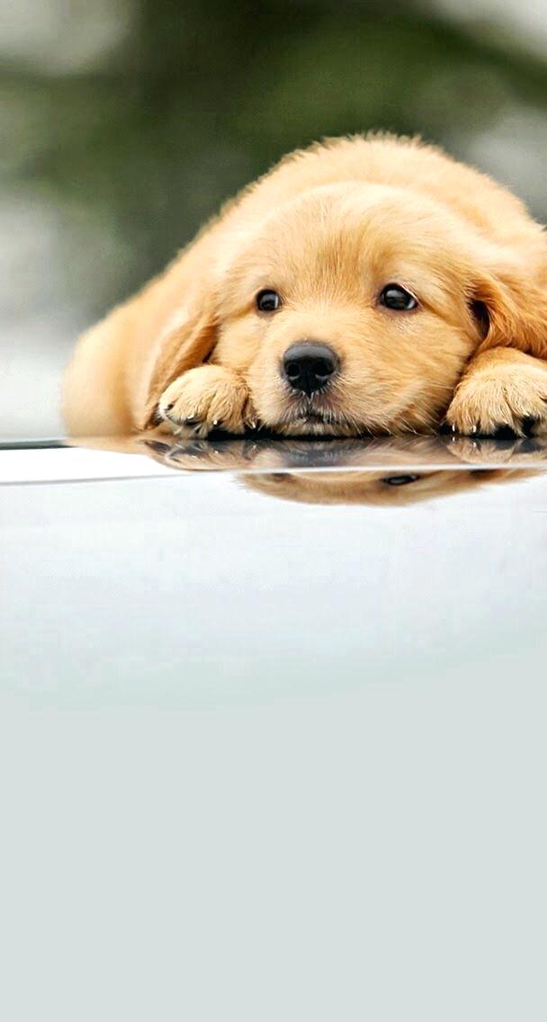 Detail Puppy Wallpaper Hd Nomer 17