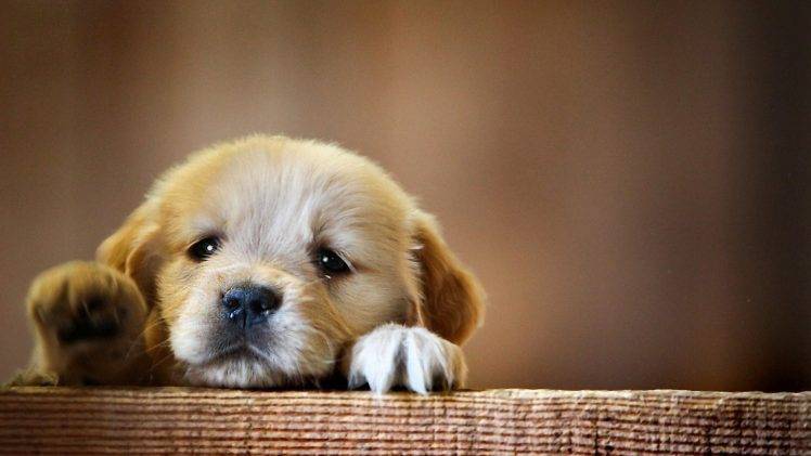 Detail Puppy Wallpaper Hd Nomer 23